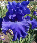 Iris - Vilkdalgis - Yaquina Blue
